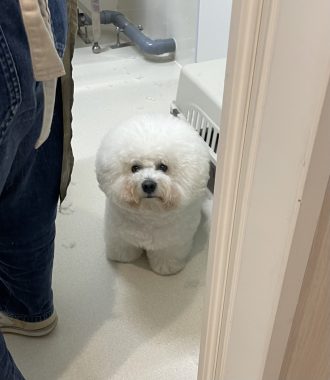 ビションフリーゼ　おもち  ミロミホしゃんおもふくトリミング IMG_3589-330x380