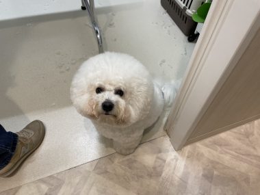 ビションフリーゼ　おもち  ミロミホしゃんおもふくトリミング IMG_3590-380x285