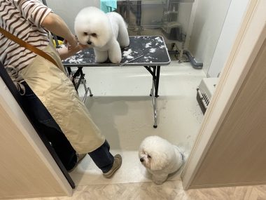 ビションフリーゼ　おもち  ミロミホしゃんおもふくトリミング IMG_3591-380x285