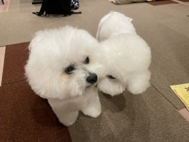 ビションフリーゼ　おもち  ミロミホしゃんおもふくトリミング IMG_3592-380x285