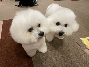 ビションフリーゼ　おもち  ミロミホしゃんおもふくトリミング IMG_3593-380x285