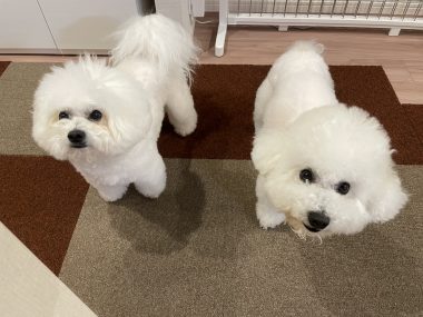 ビションフリーゼ　おもち  ミロミホしゃんおもふくトリミング IMG_3599-380x285