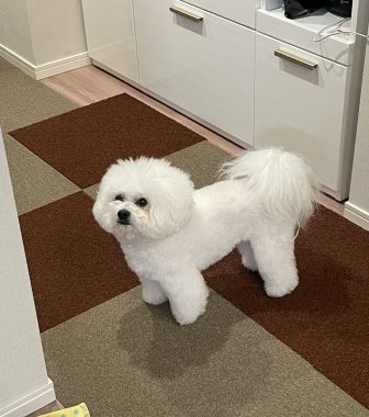 ビションフリーゼ　おもち  ミロミホしゃんおもふくトリミング IMG_3600-336x380