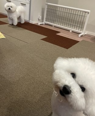 ビションフリーゼ　おもち  ミロミホしゃんおもふくトリミング IMG_3601-312x380