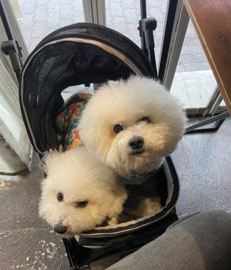 ビションフリーゼ　おもち  ささみの居酒屋さん IMG_3602-325x380