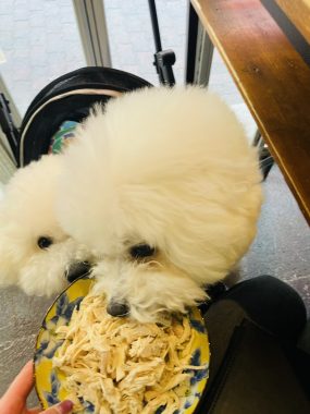 ビションフリーゼ　おもち  ささみの居酒屋さん IMG_3604-285x380
