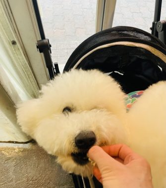 ビションフリーゼ　おもち  ささみの居酒屋さん IMG_3605-335x380
