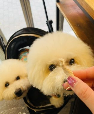 ビションフリーゼ　おもち  ささみの居酒屋さん IMG_3606-314x380