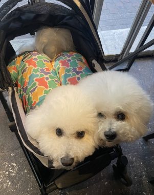 ビションフリーゼ　おもち  ささみの居酒屋さん IMG_3620-301x380