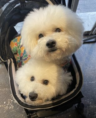 ビションフリーゼ　おもち  ささみの居酒屋さん IMG_3621-308x380