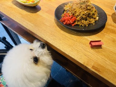 ビションフリーゼ　おもち  ささみの居酒屋さん IMG_3622-380x285