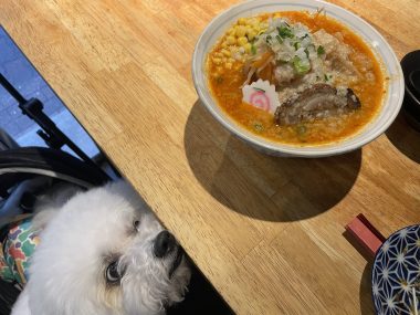 ビションフリーゼ　おもち  ささみの居酒屋さん IMG_3625-380x285