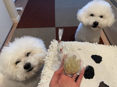 ビションフリーゼ　おもち  おもちふくらむとか、顔の針サクサク4回目 IMG_3634-380x285
