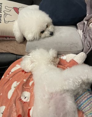 ビションフリーゼ　おもち  おもちふくらむとか、顔の針サクサク4回目 IMG_3639-300x380