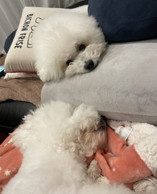 ビションフリーゼ　おもち  おもちふくらむとか、顔の針サクサク4回目 IMG_3640-308x380