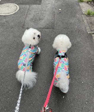 ビションフリーゼ　おもち  おもちふくらむとか、顔の針サクサク4回目 IMG_3645-317x380