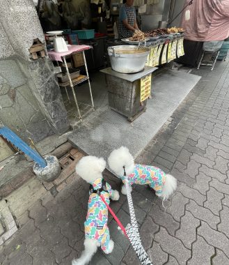 ビションフリーゼ　おもち  おもちふくらむとか、顔の針サクサク4回目 IMG_3647-329x380