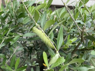 ビションフリーゼ　おもち  おもちふくらむとか、顔の針サクサク4回目 IMG_3648-380x285