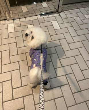 ビションフリーゼ　おもち  おもちふくらむとか、顔の針サクサク4回目 IMG_3655-310x380