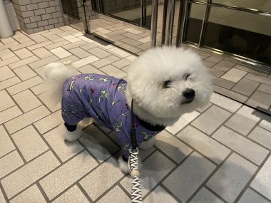 ビションフリーゼ　おもち  おもちふくらむとか、顔の針サクサク4回目 IMG_3658-380x285