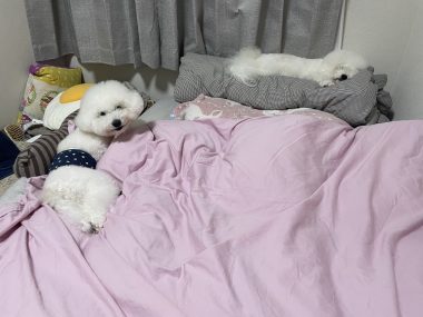 ビションフリーゼ　おもち  天使のエビフライ！ IMG_3659-380x285