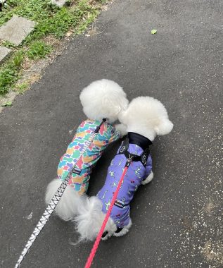 ビションフリーゼ　おもち  天使のエビフライ！ IMG_3663-317x380