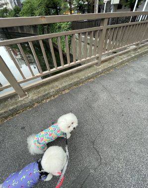 ビションフリーゼ　おもち  天使のエビフライ！ IMG_3665-298x380