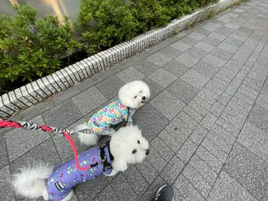ビションフリーゼ　おもち  天使のエビフライ！ IMG_3666-380x285