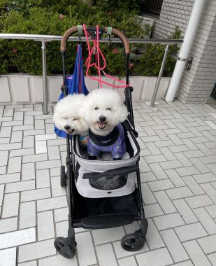 ビションフリーゼ　おもち  天使のエビフライ！ IMG_3667-309x380