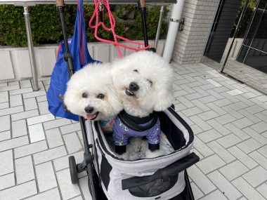 ビションフリーゼ　おもち  天使のエビフライ！ IMG_3669-380x285