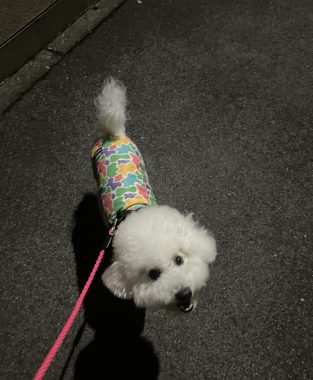 ビションフリーゼ　おもち  天使のエビフライ！ IMG_3670-313x380