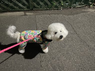 ビションフリーゼ　おもち  天使のエビフライ！ IMG_3671-380x285