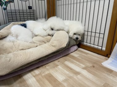 ビションフリーゼ　おもち  天使のエビフライ！ IMG_3677-1-380x285