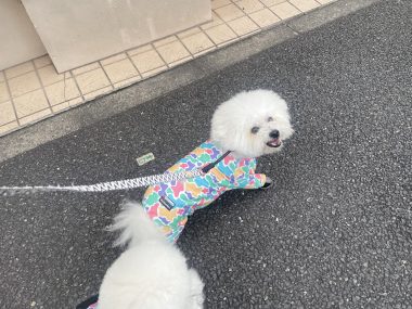 ビションフリーゼ　おもち  大森で初めましてのビションさん IMG_3689-380x285