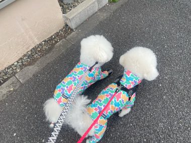 ビションフリーゼ　おもち  大森で初めましてのビションさん IMG_3690-380x285