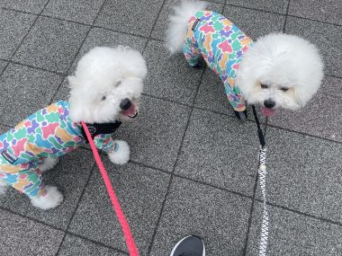 ビションフリーゼ　おもち  大森で初めましてのビションさん IMG_3691-380x285