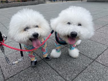 ビションフリーゼ　おもち  大森で初めましてのビションさん IMG_3693-380x285
