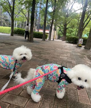 ビションフリーゼ　おもち  大森で初めましてのビションさん IMG_3695-320x380