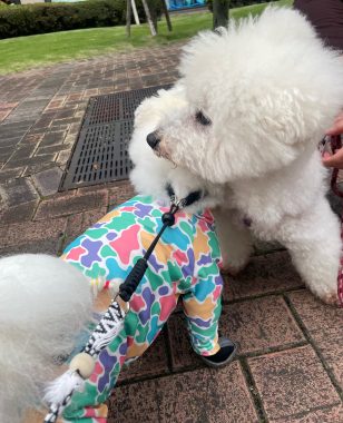 ビションフリーゼ　おもち  大森で初めましてのビションさん IMG_3696-308x380