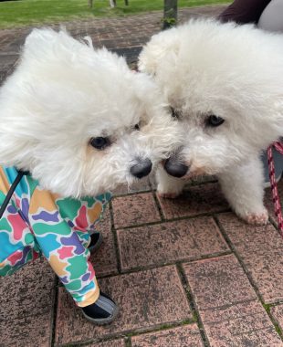 ビションフリーゼ　おもち  大森で初めましてのビションさん IMG_3697-310x380