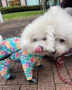 ビションフリーゼ　おもち  大森で初めましてのビションさん IMG_3698-304x380
