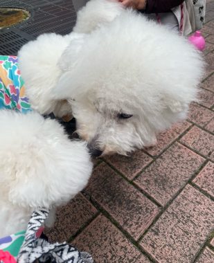 ビションフリーゼ　おもち  大森で初めましてのビションさん IMG_3699-309x380