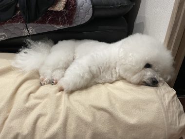 ビションフリーゼ　おもち  大森で初めましてのビションさん IMG_3701-380x285