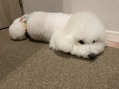 ビションフリーゼ　おもち  大森で初めましてのビションさん IMG_3702-380x285