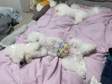 ビションフリーゼ　おもち  大森で初めましてのビションさん IMG_3703-380x285
