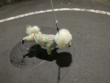 自分の事ですが マリちゃんと先生とバイト飲み IMG_3706-380x285 自分の事ですが マリちゃんと先生とバイト飲み IMG_3706-380x285
