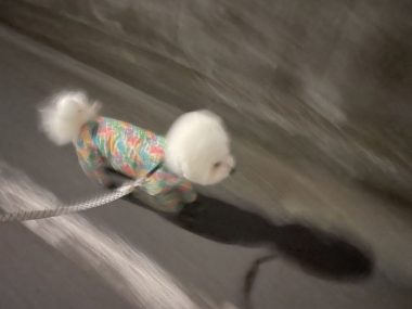 自分の事ですが マリちゃんと先生とバイト飲み IMG_3707-380x285 自分の事ですが マリちゃんと先生とバイト飲み IMG_3707-380x285