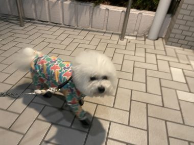 自分の事ですが マリちゃんと先生とバイト飲み IMG_3708-380x285 自分の事ですが マリちゃんと先生とバイト飲み IMG_3708-380x285