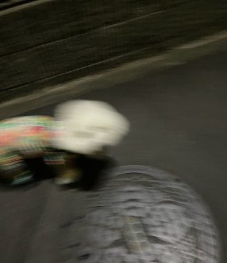 ビションフリーゼ　おもち  おじお誕生日お肉＼(^o^)／ IMG_3738-329x380