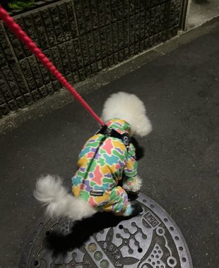 ビションフリーゼ　おもち  おじお誕生日お肉＼(^o^)／ IMG_3739-310x380